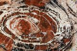 Red/Black Petrified Wood (Araucarioxylon) Slab - Arizona #106309-1